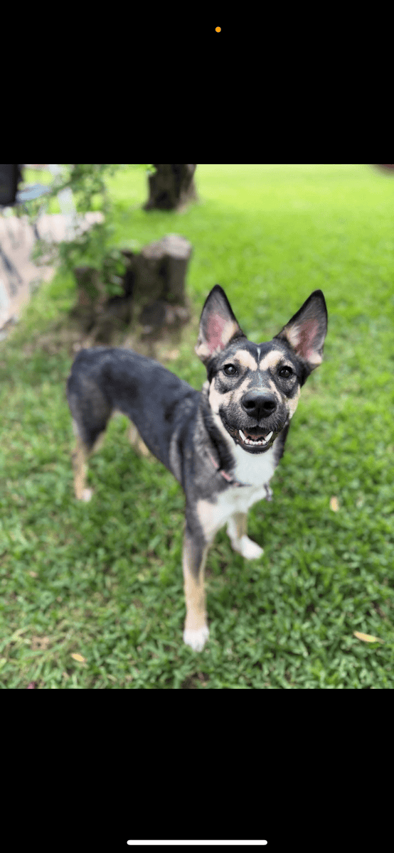1.5 year old Shepherd/Husky mix. 40 pounds. image 1