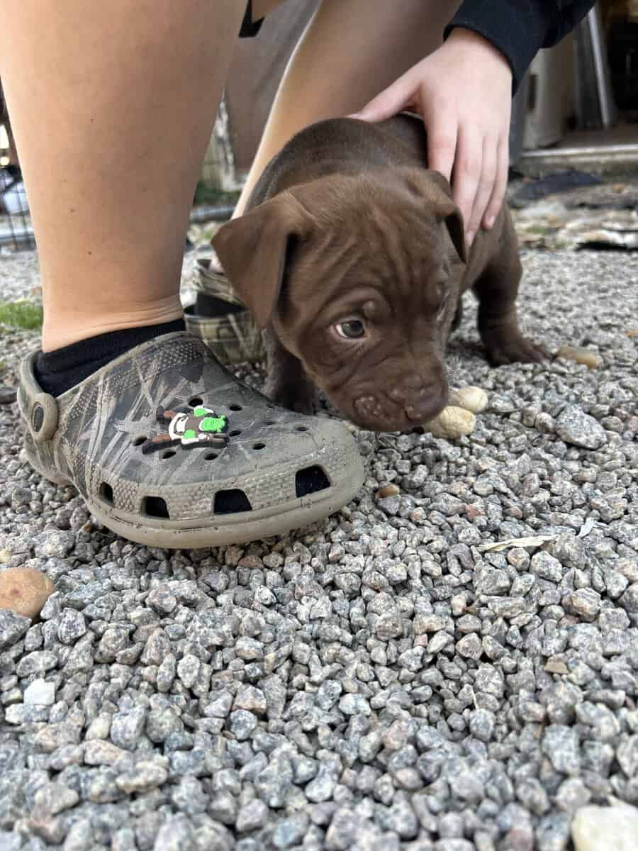 Puppies image 2