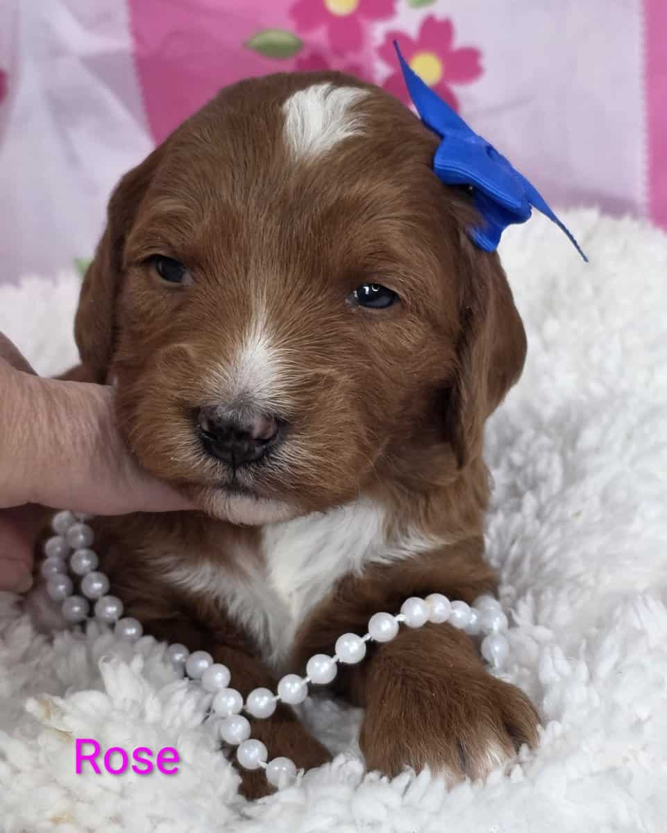 Adorable Mini Goldendoodles image 1