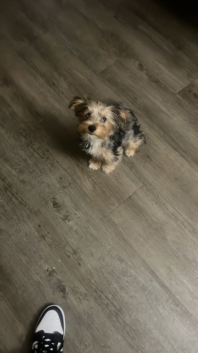 Merle 3 month yorkie boy image 2