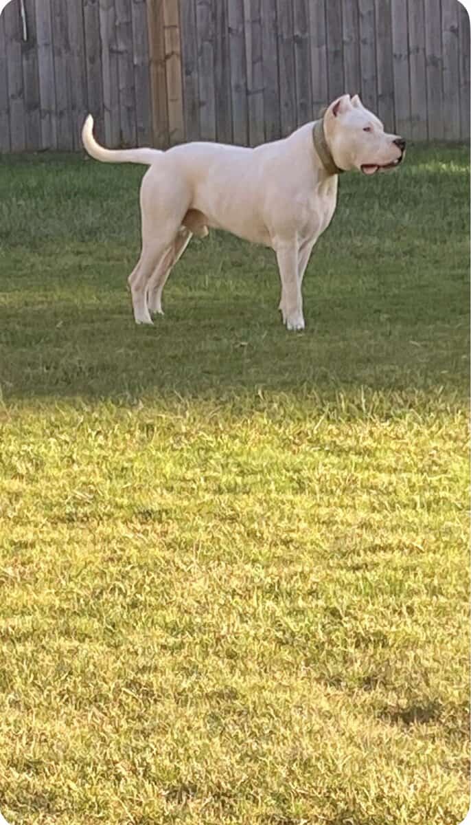 Dogo Argentino rehoming image 4