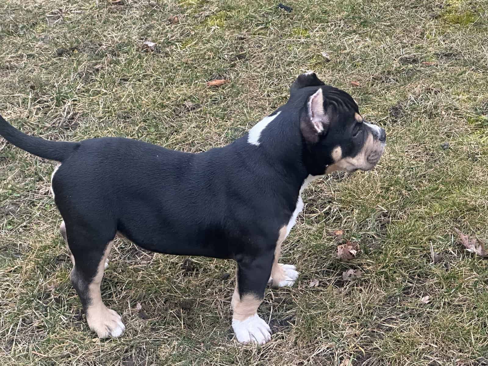 11 week old male bully image 5