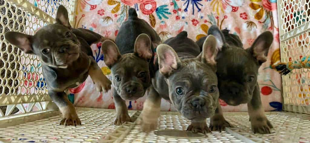 French bulldog image 3