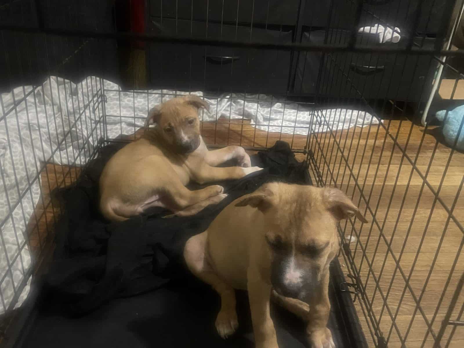 10 week Puppies with shots image 1