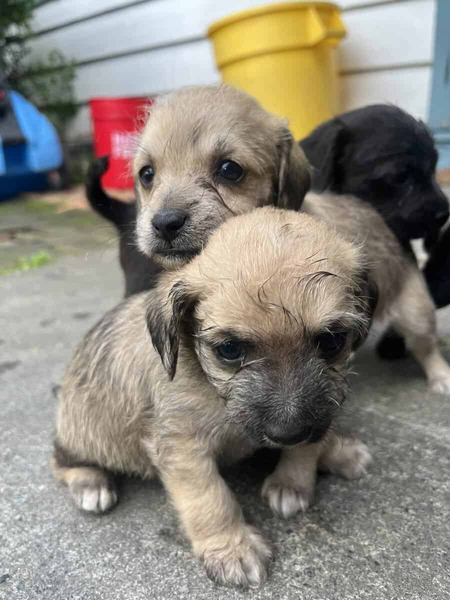 Dog for free image 1