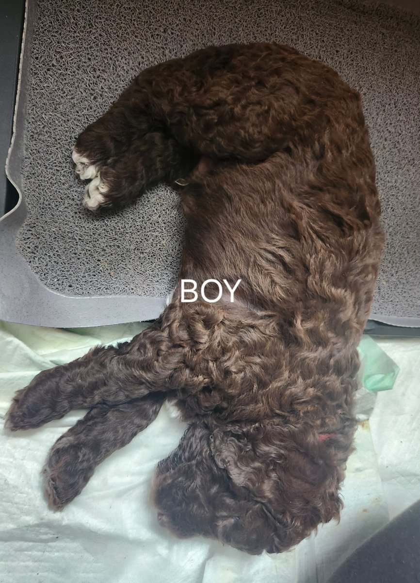 Labradoodle F1b puppies image 6