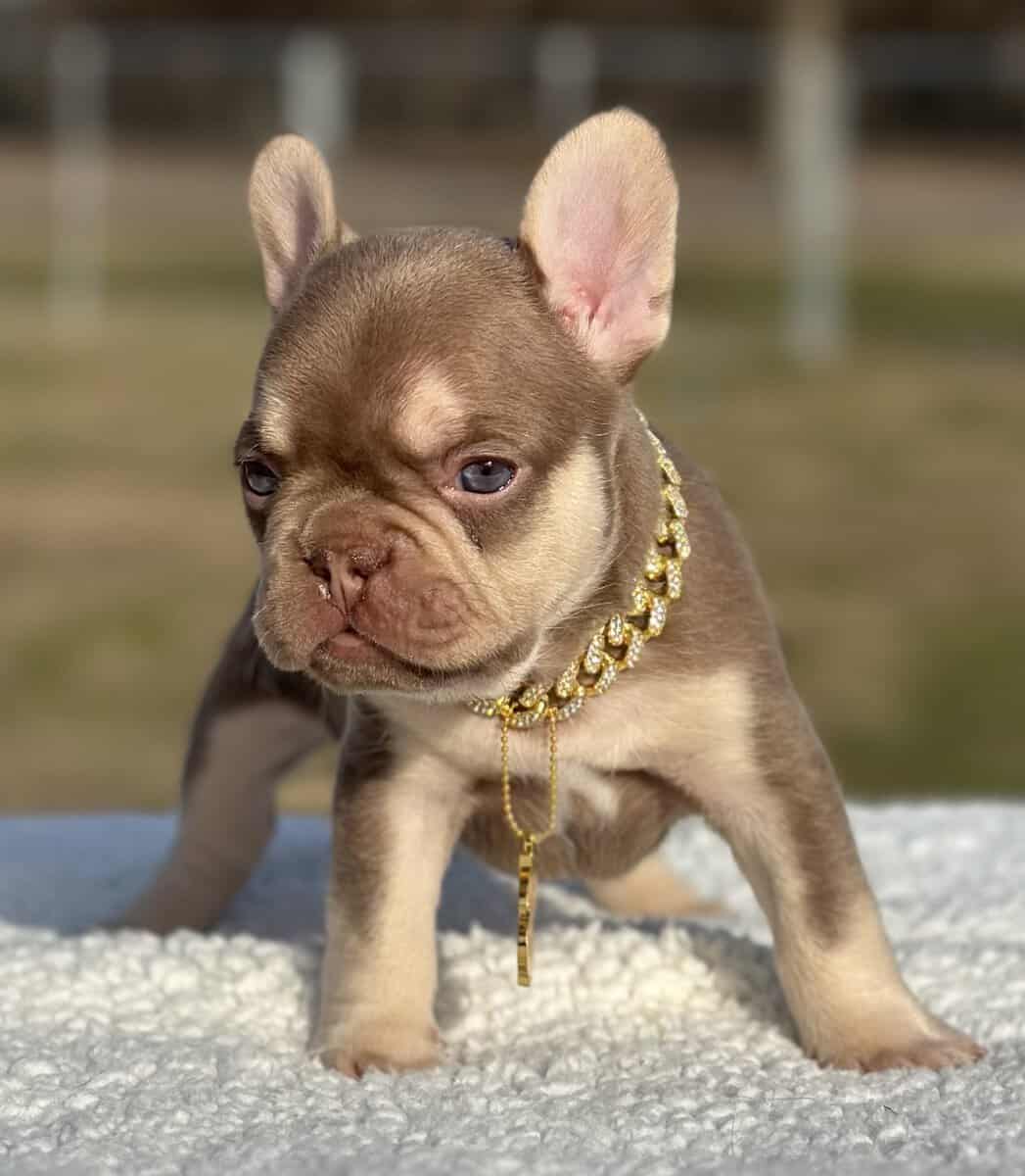 French bulldog AKC image 8