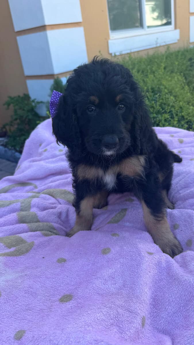 Goldendoodle Puppies for sale image 2