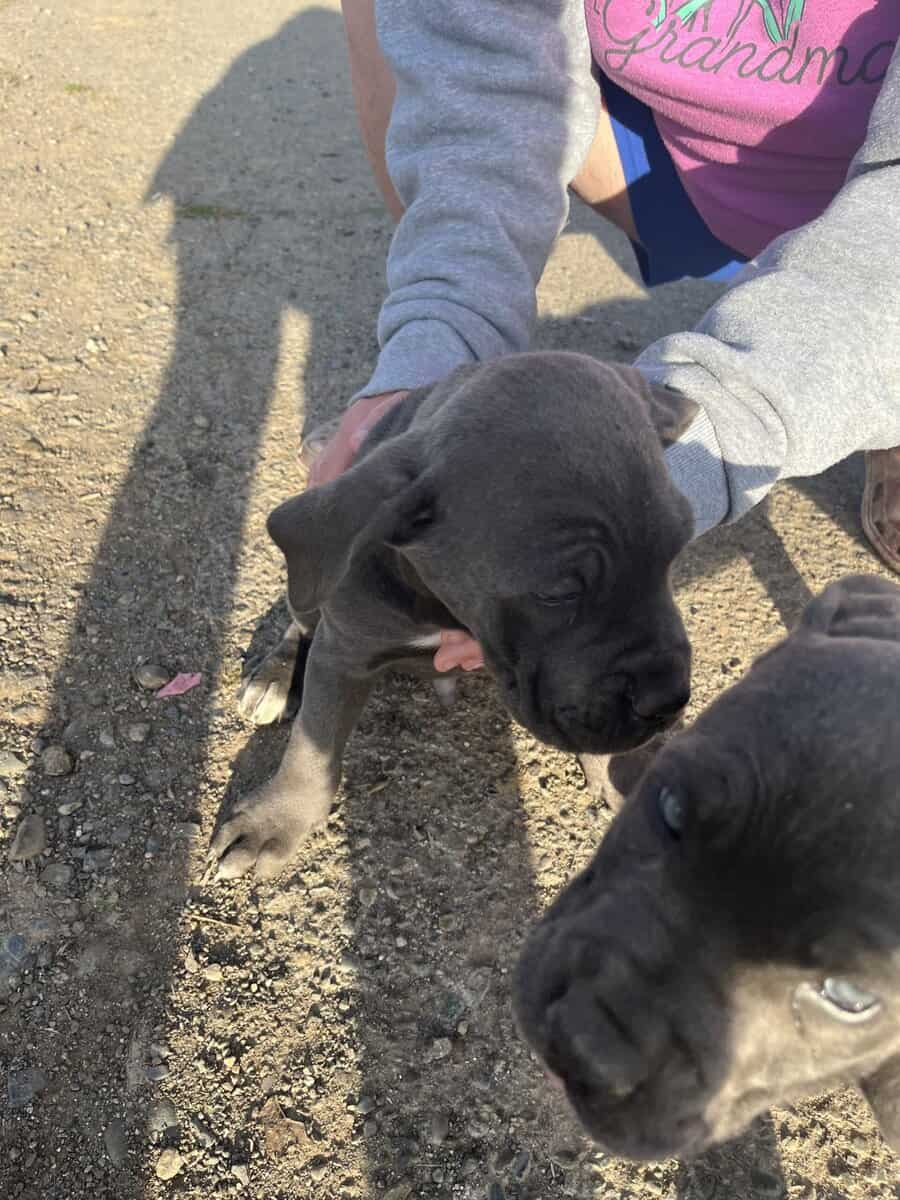 Cane Corso Puppies image 5