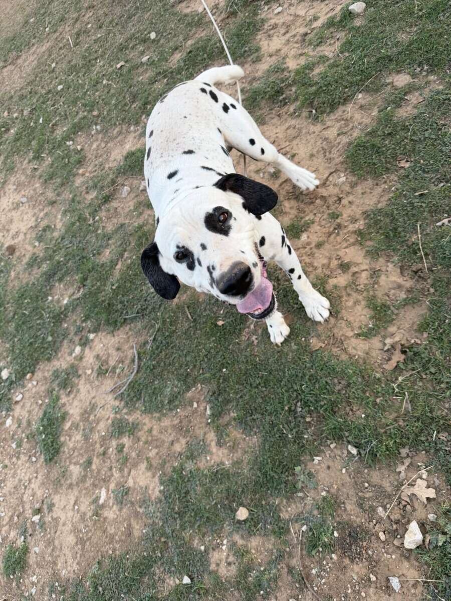 Dalmatian image 2