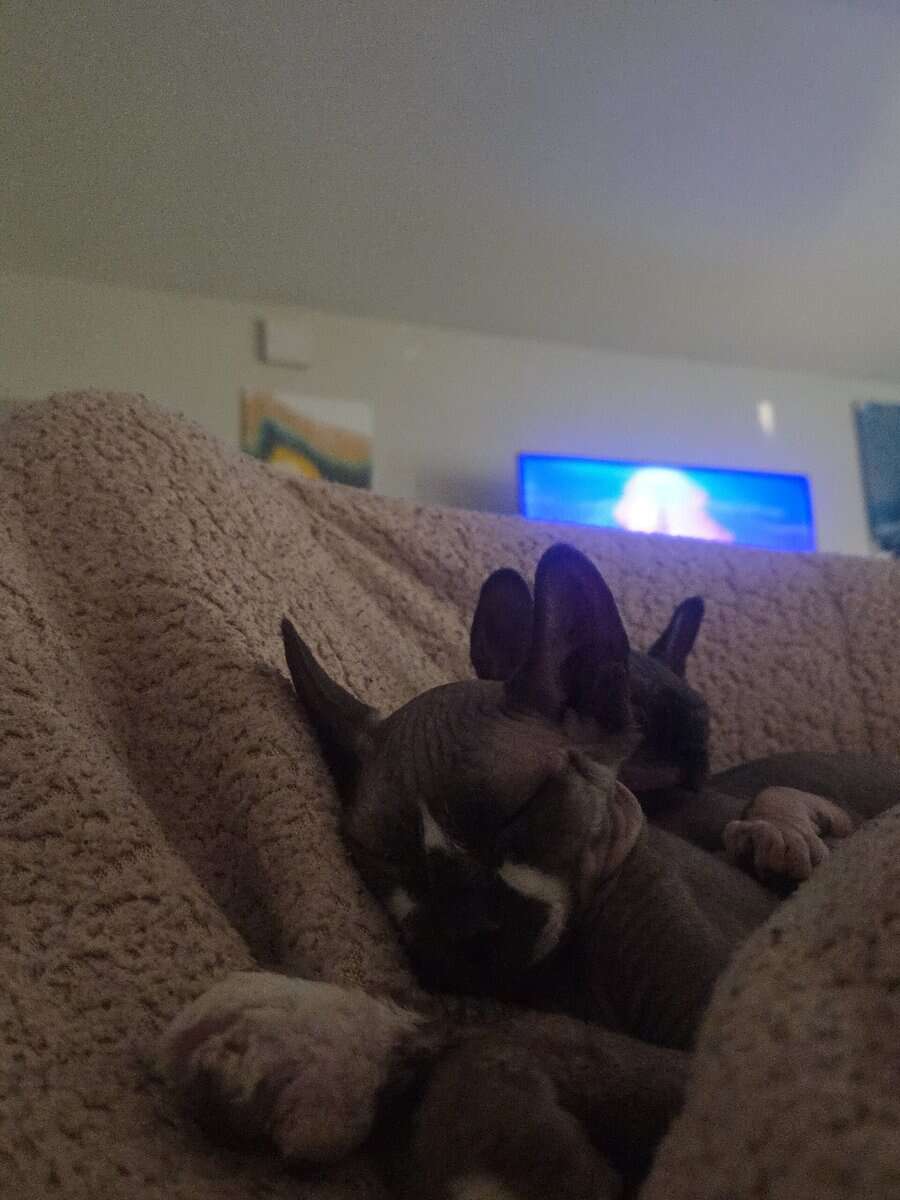 Sphynx boys image 8