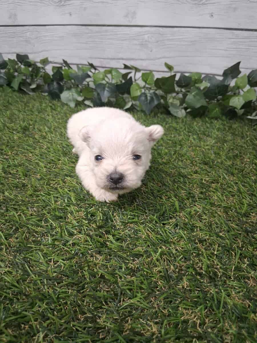 Westies image 2