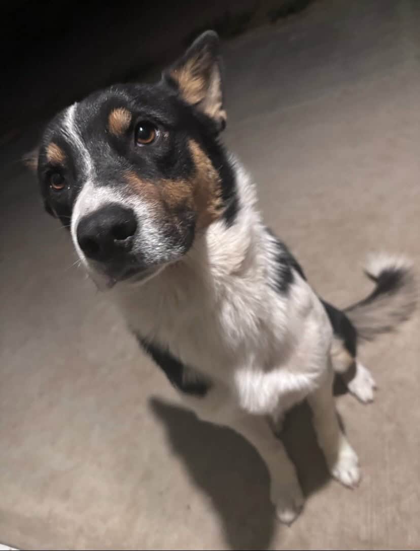 Friendly pup for adoption image 1