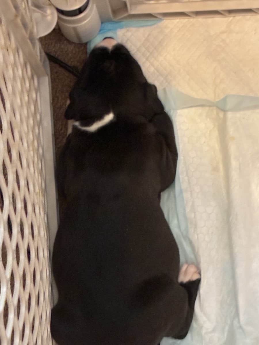 Pitbull puppies image 10