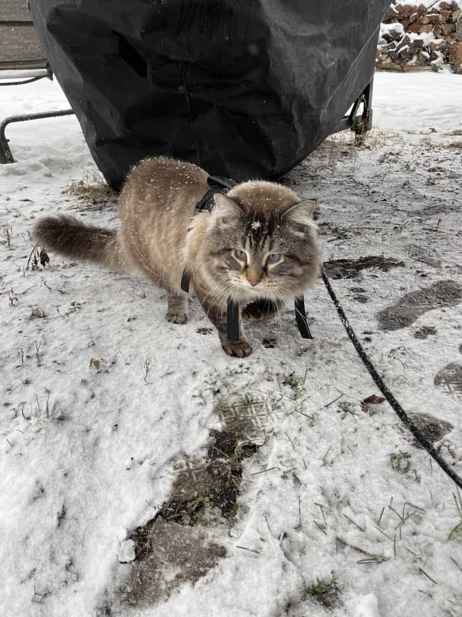 Rehoming Male Cat image 3