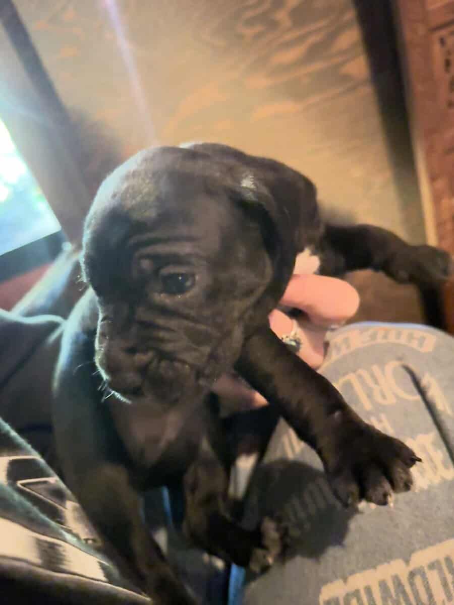 Purebred Cane Corso xGerman Shorthair Pointer (VA) image 11