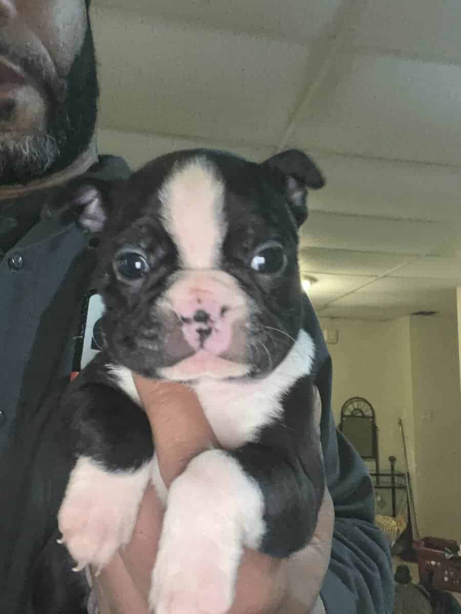 Boston terrier puppies image 13