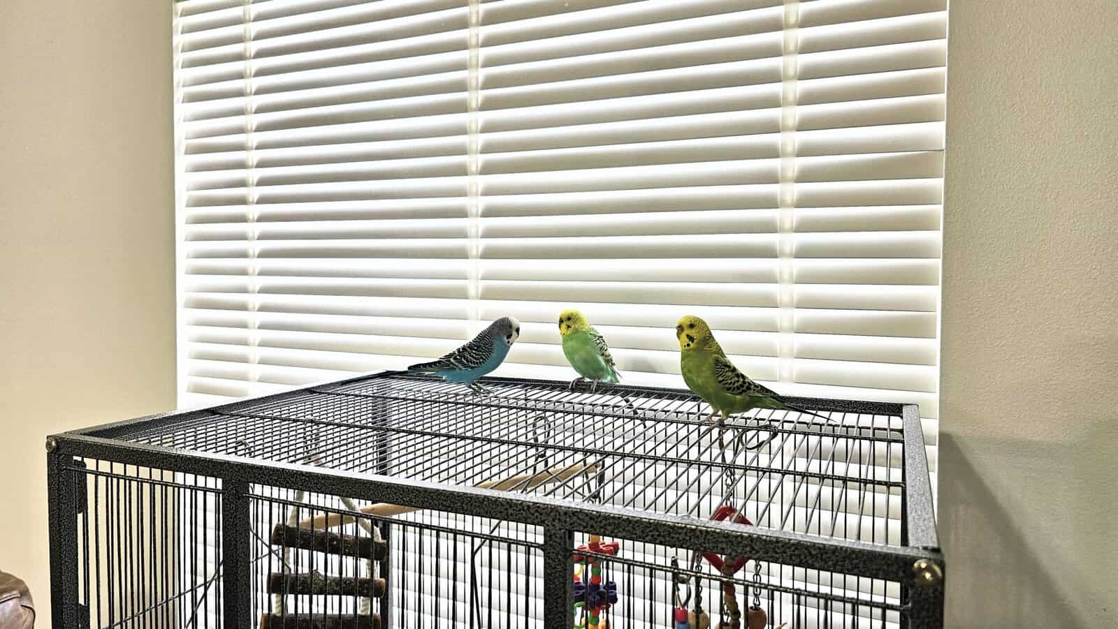 3 parakeets with birdcage, 2 boys, 1 girl. image 4