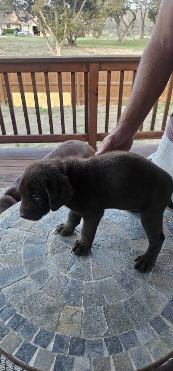 AKC Chocolate Lab Puppies image 3