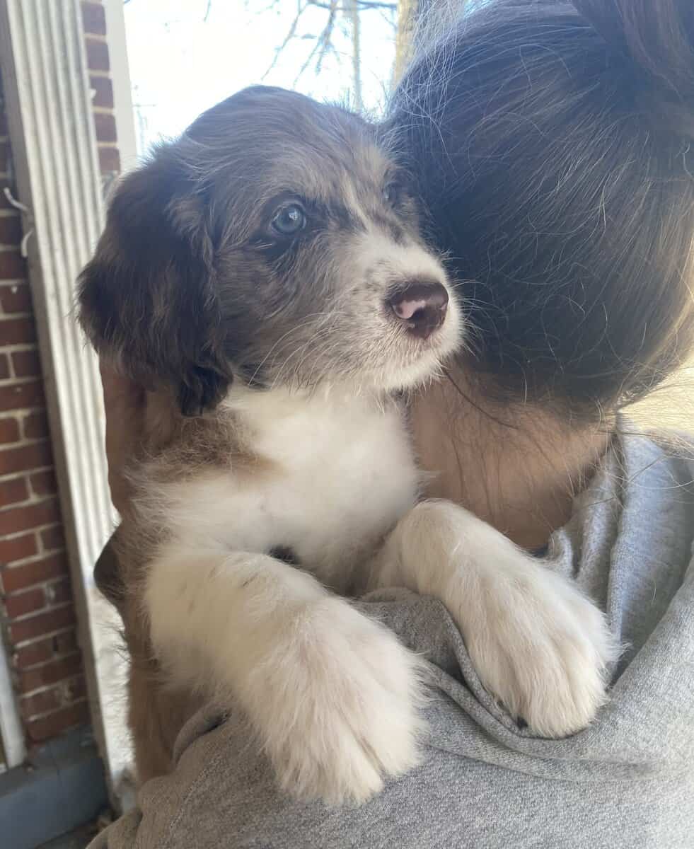 Boy Merle Aussiedoodle Puppy image 1