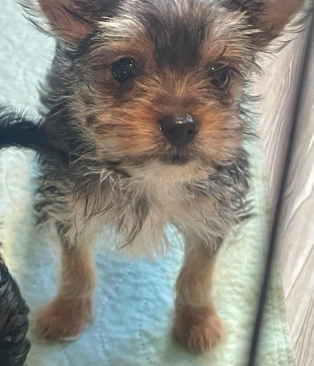 PUREBRED TEACUP YORKIE image 3