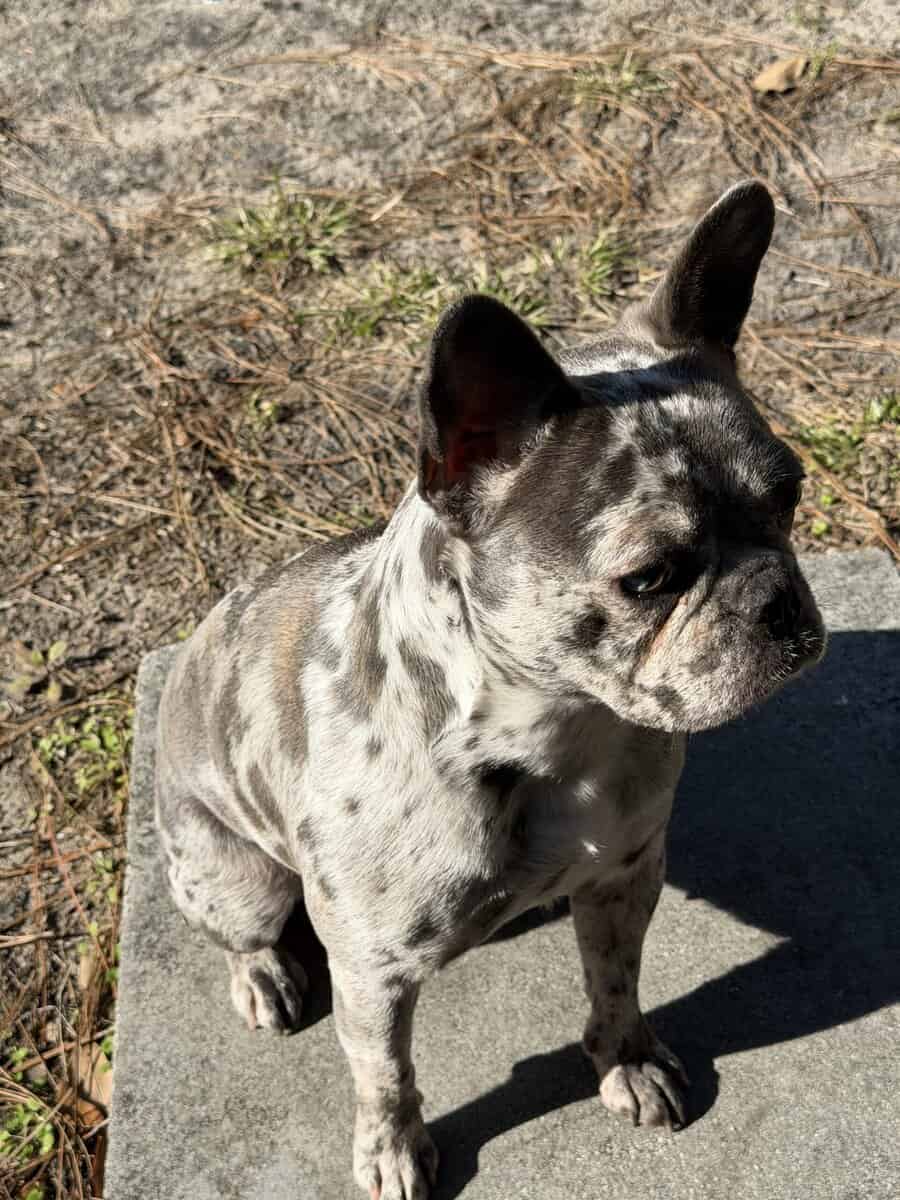 AKC Miniature Frenchie image 1