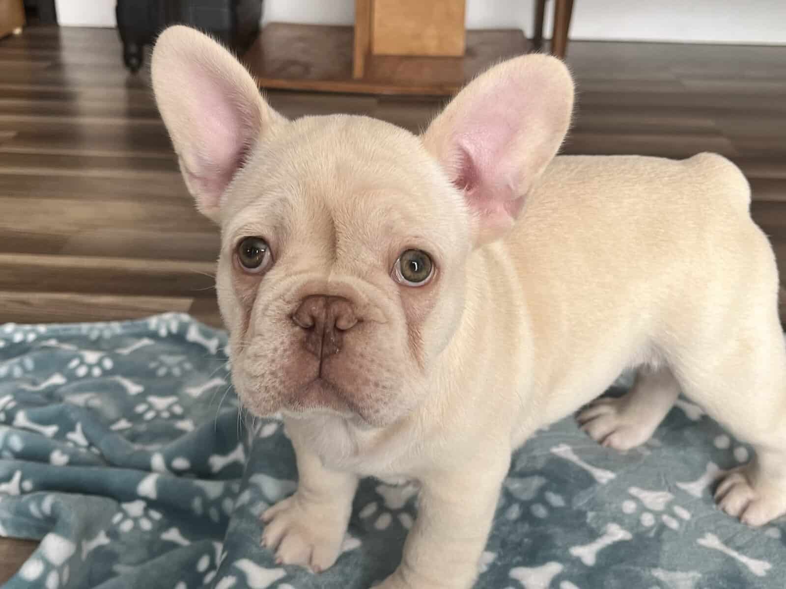 AKC French bulldogs image 2