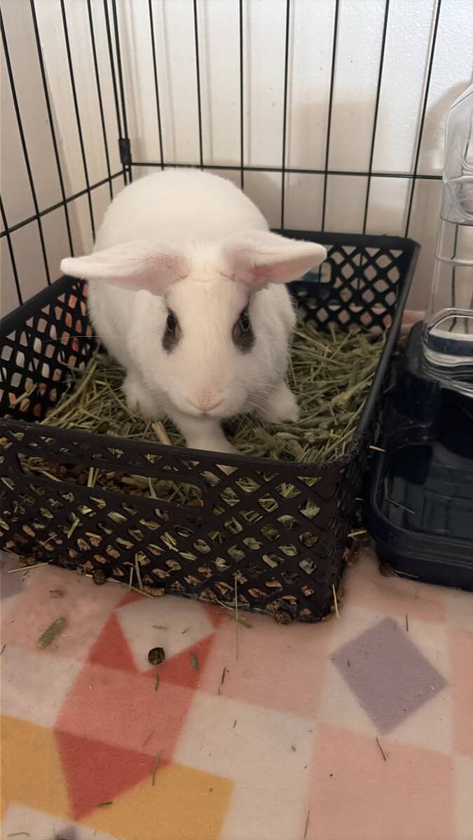 Holland lop mix and Lionshead mix image 4
