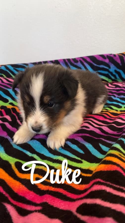 Dukee image 1