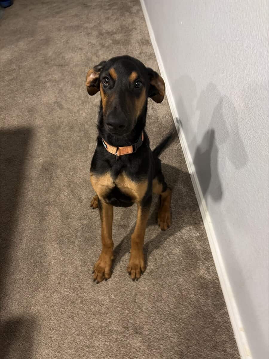 Re-homing my dog image 1
