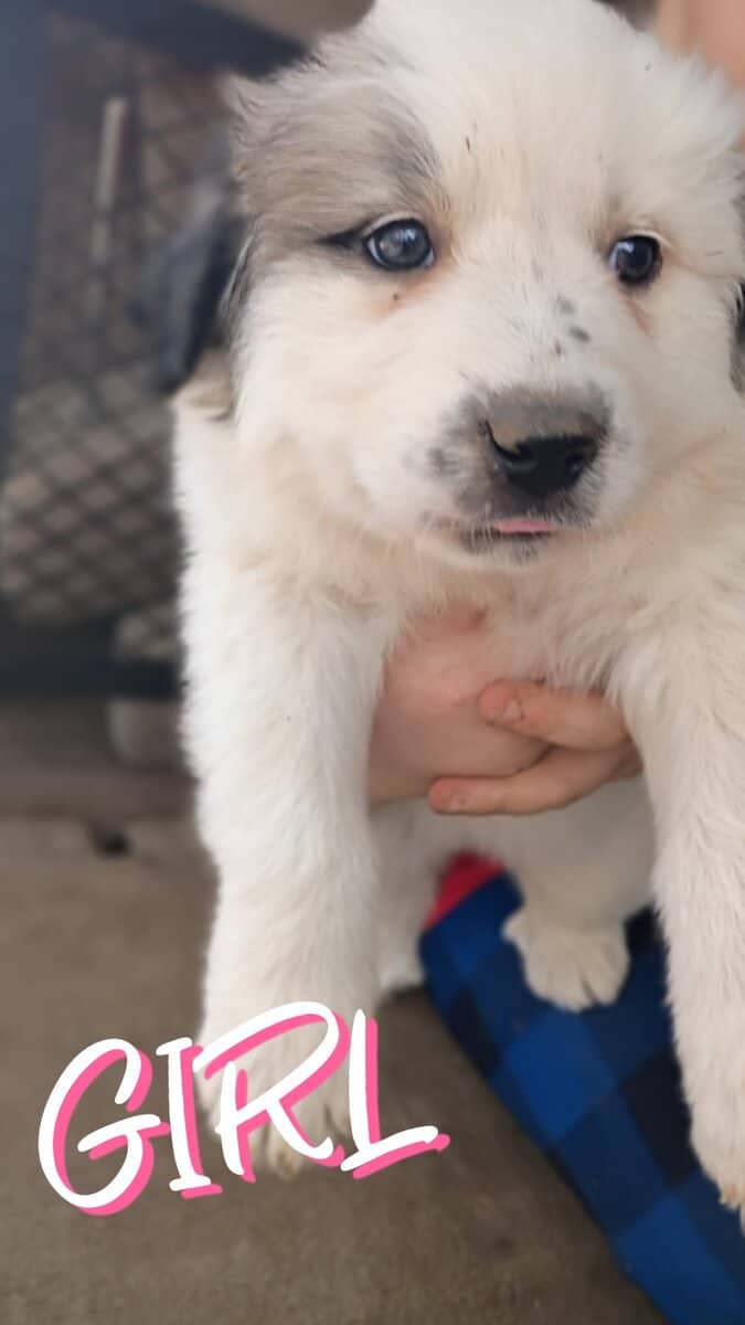I have four Great Pyrenees puppies three girls and image 1