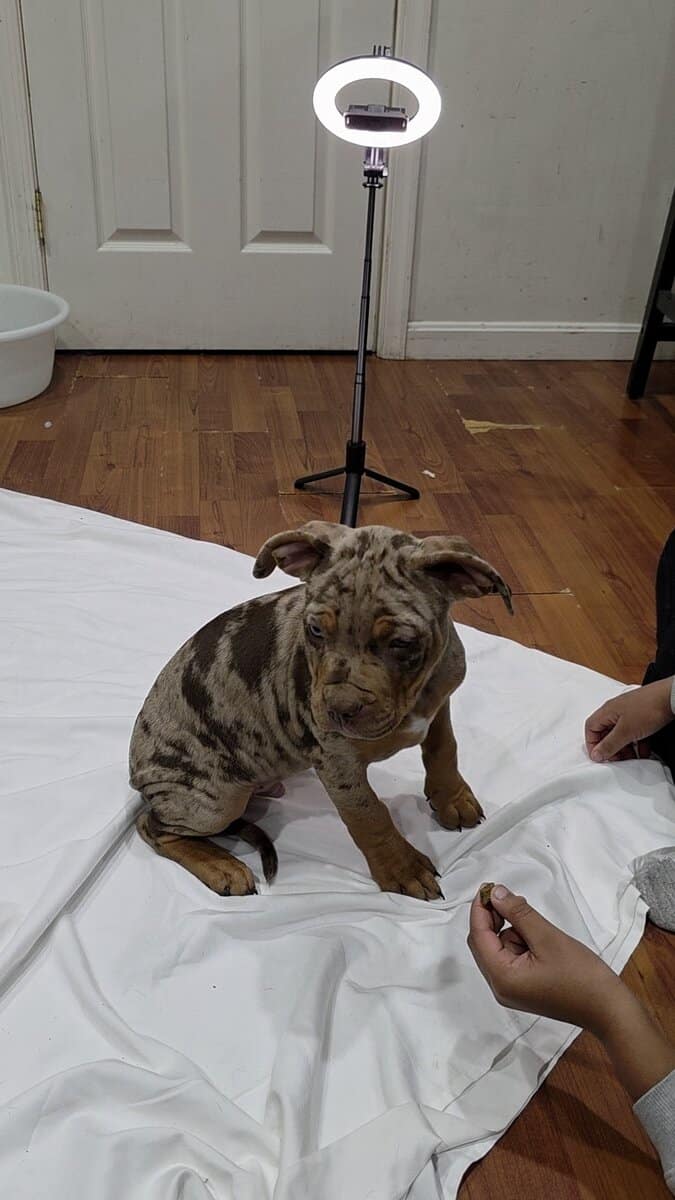XL AMERICAN BULLY CHOCOLATE MERLE TRI image 7