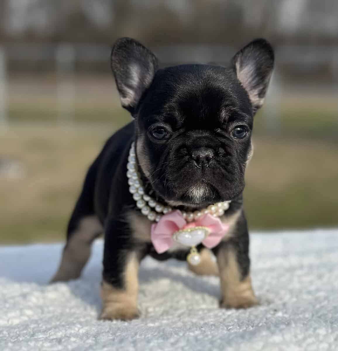 French bulldog AKC image 11