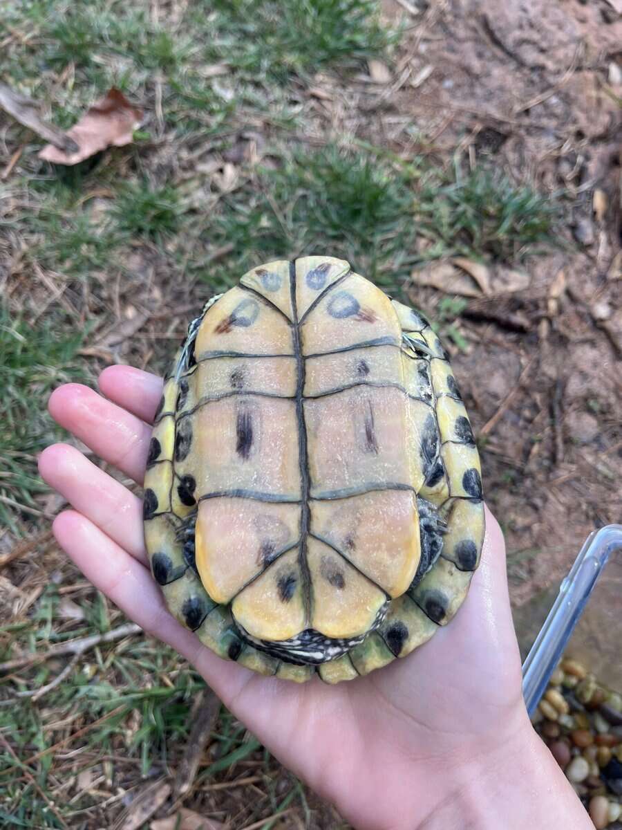 Male subadult healthy red ear slider image 4