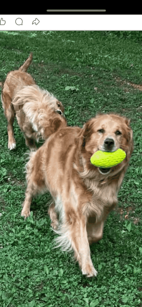 Golden Retriever puppies image 5