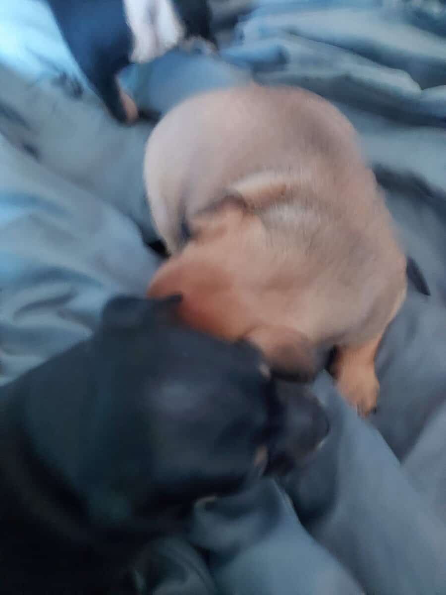 Very cute Jackchi puppies image 4
