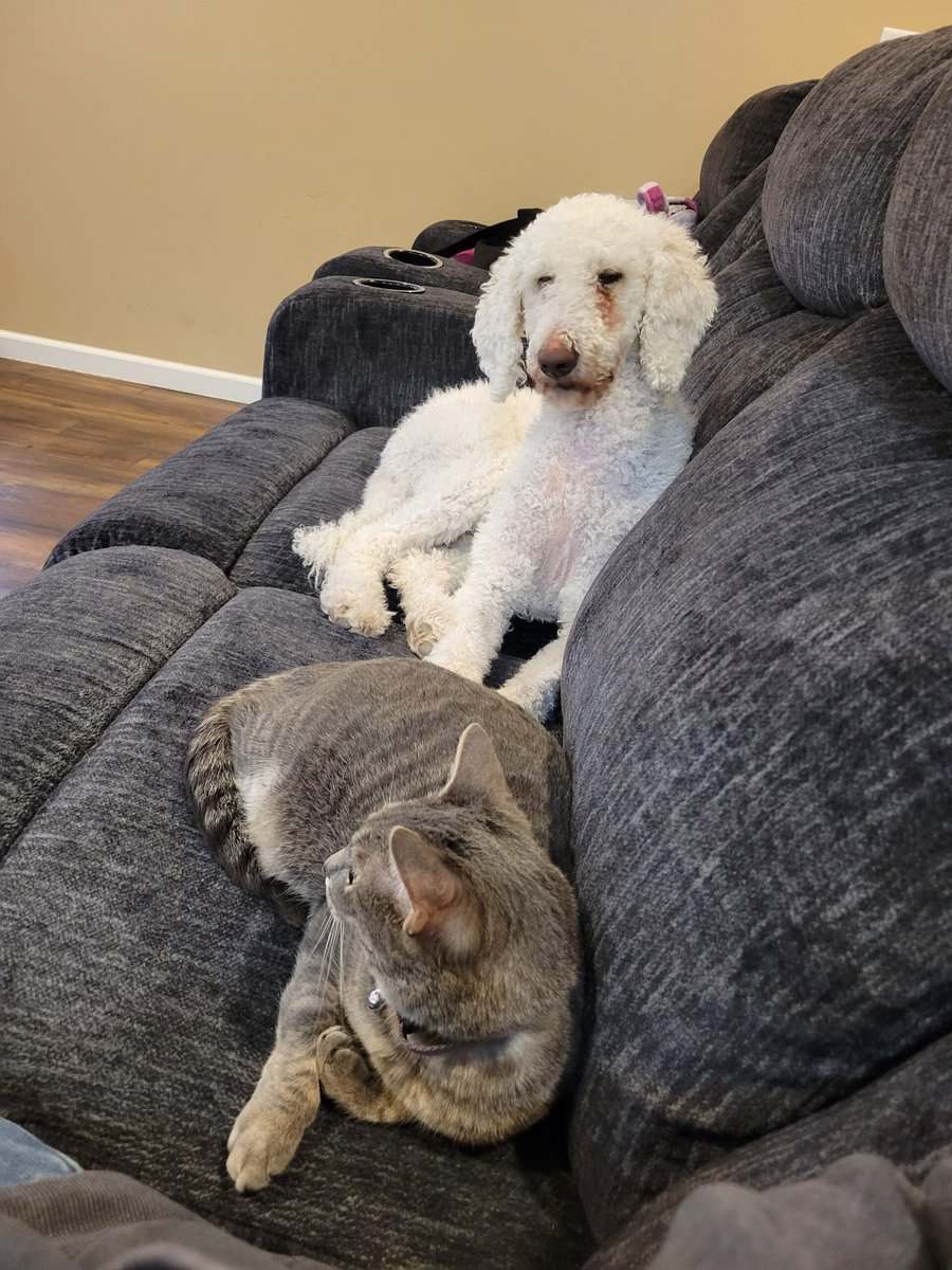 Poodle image 3
