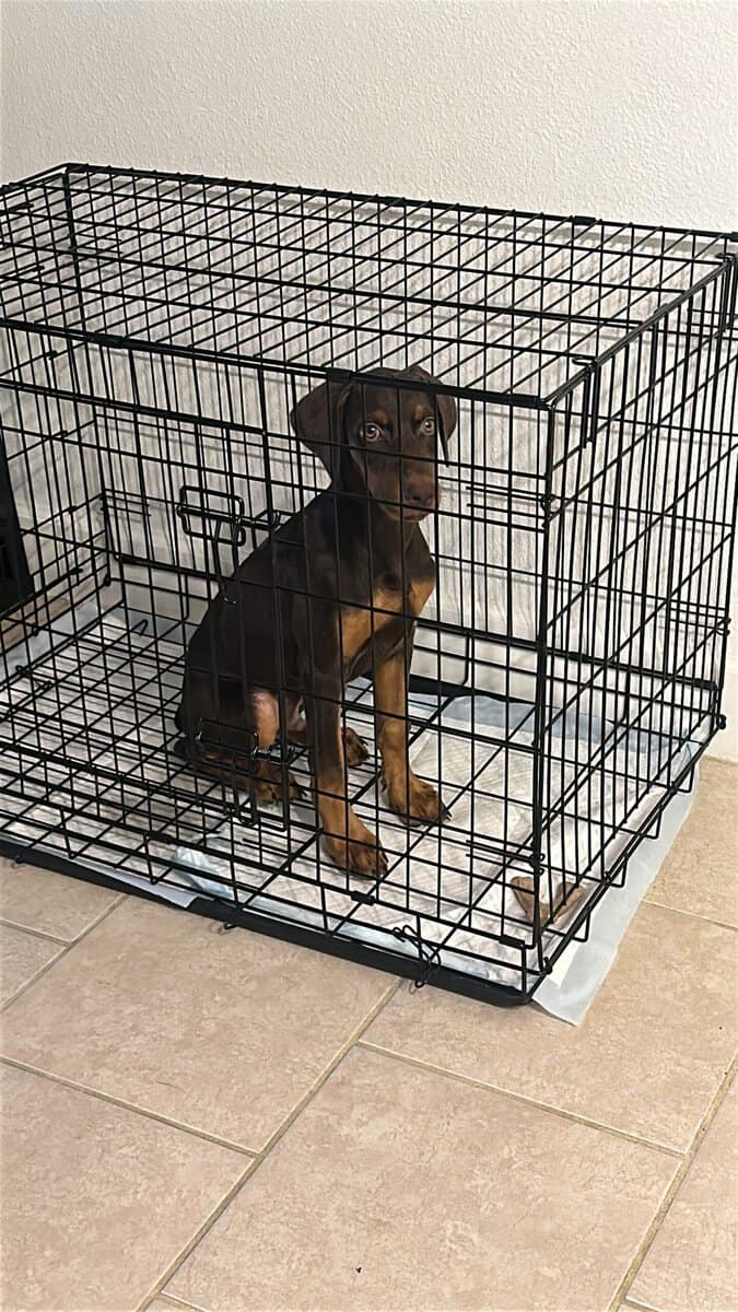8 month Doberman image 1