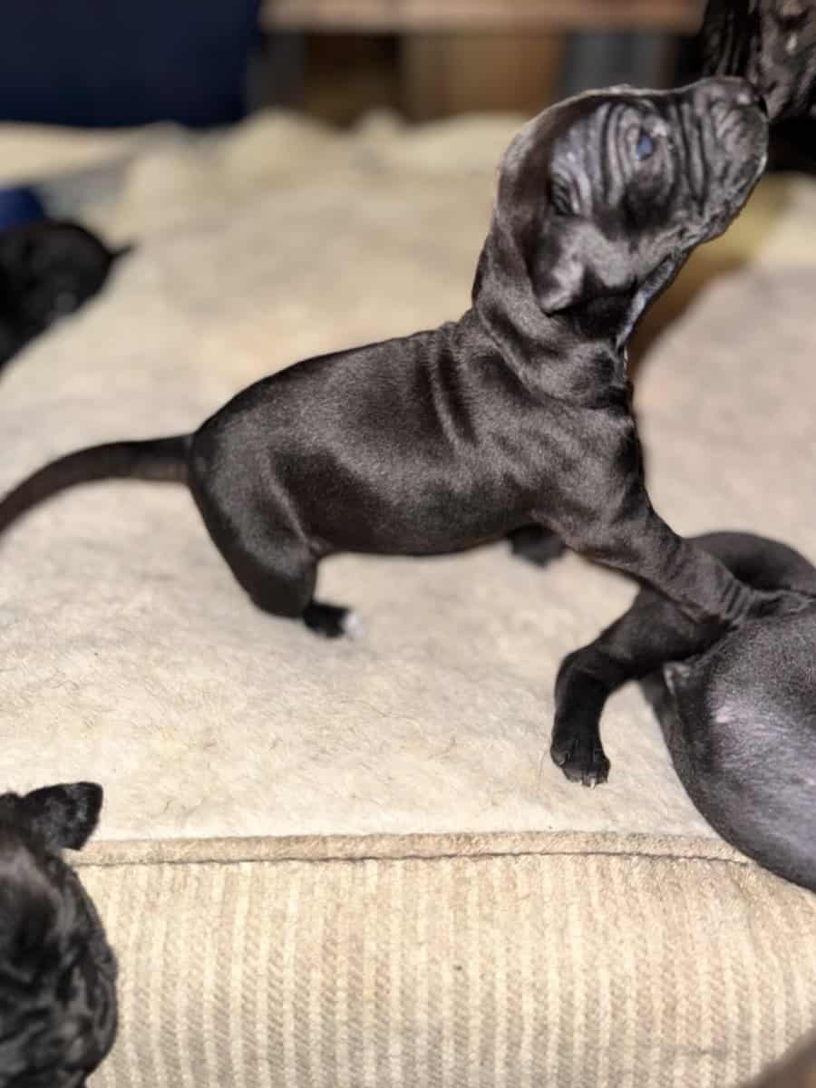 Purebred Cane Corso xGerman Shorthair Pointer (VA) image 2