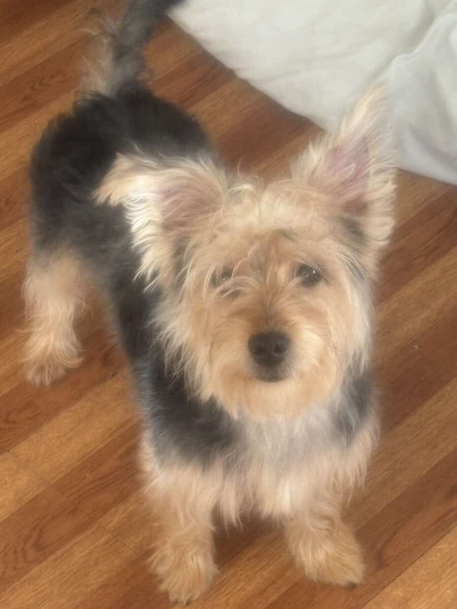 7month Male Yorkie puppy image 1