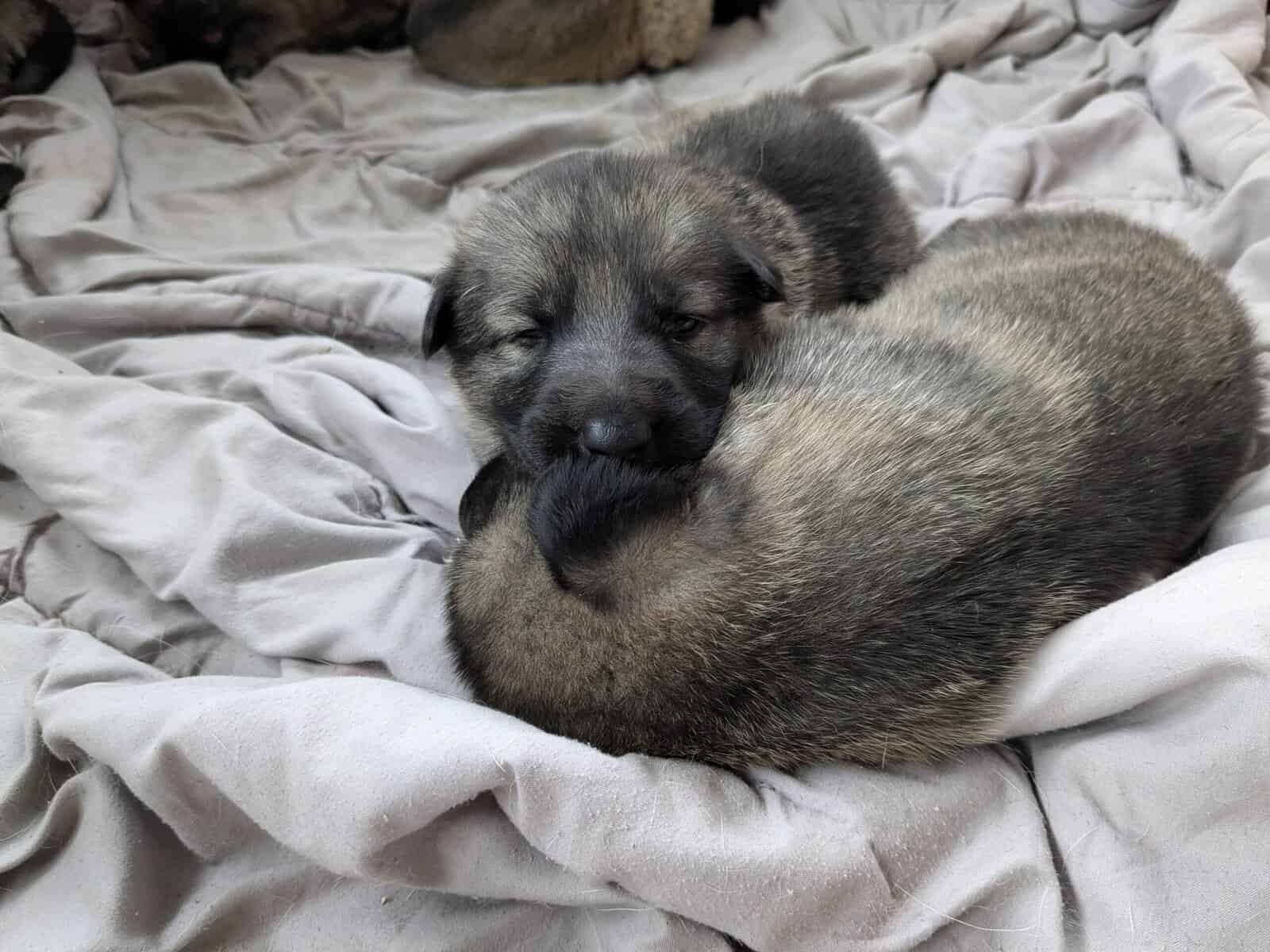AKC German Shepherd puppies image 5