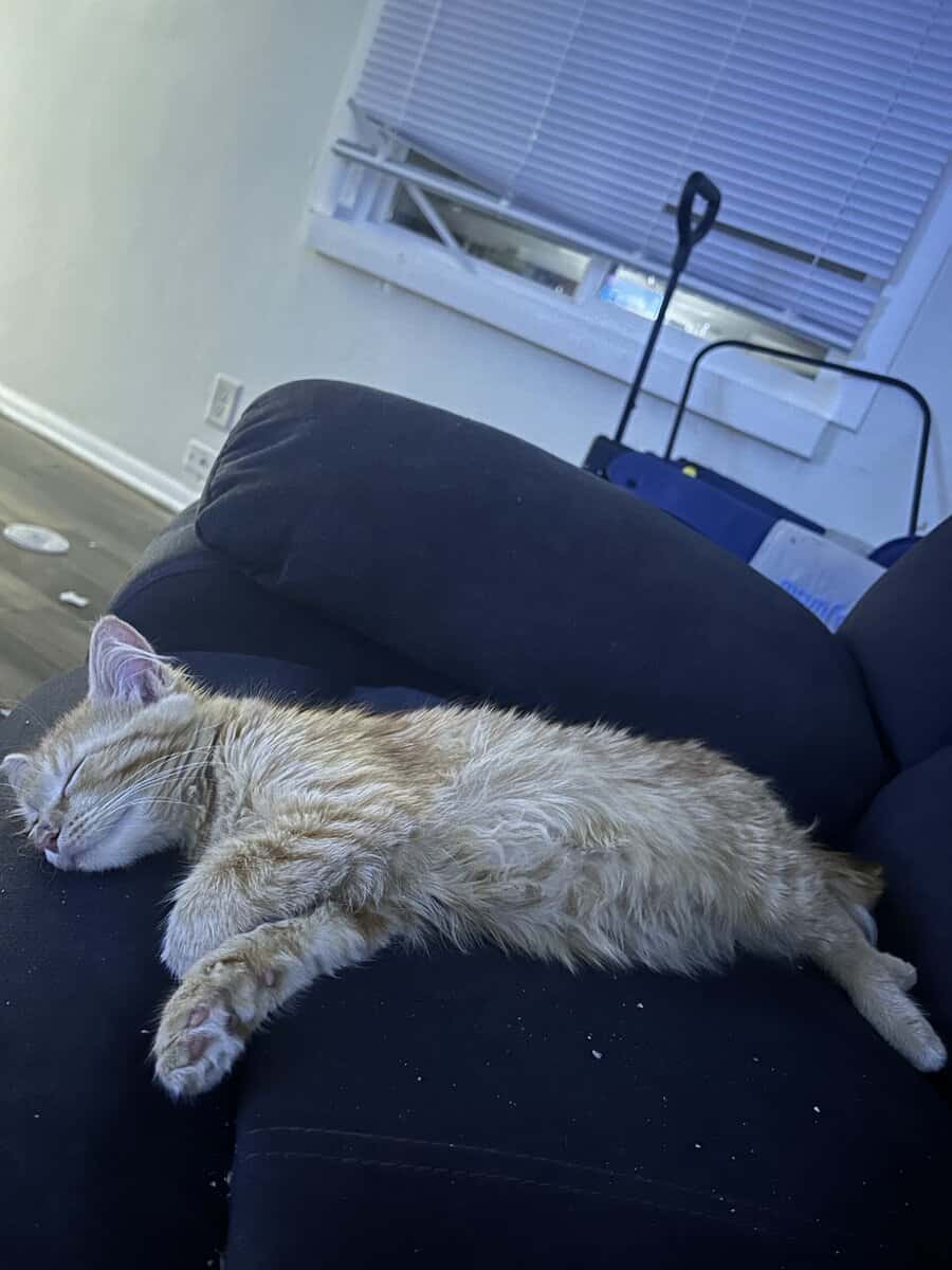 9 month old cat image 1