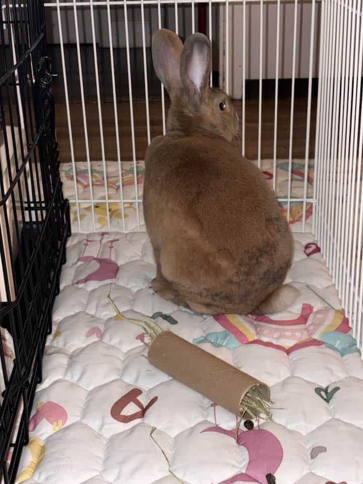 Year old Male Mini Rex Rabbit image 2