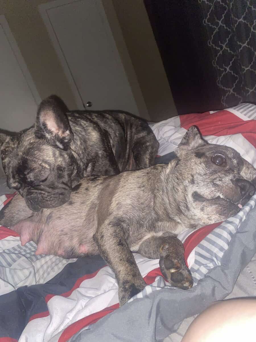 French Bulldog image 10
