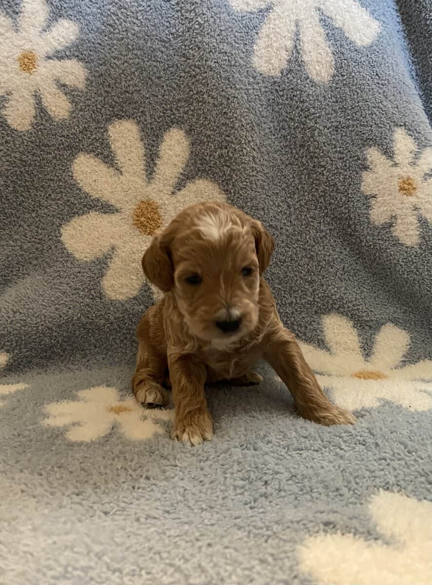 F2B miniature golden doodles image 5