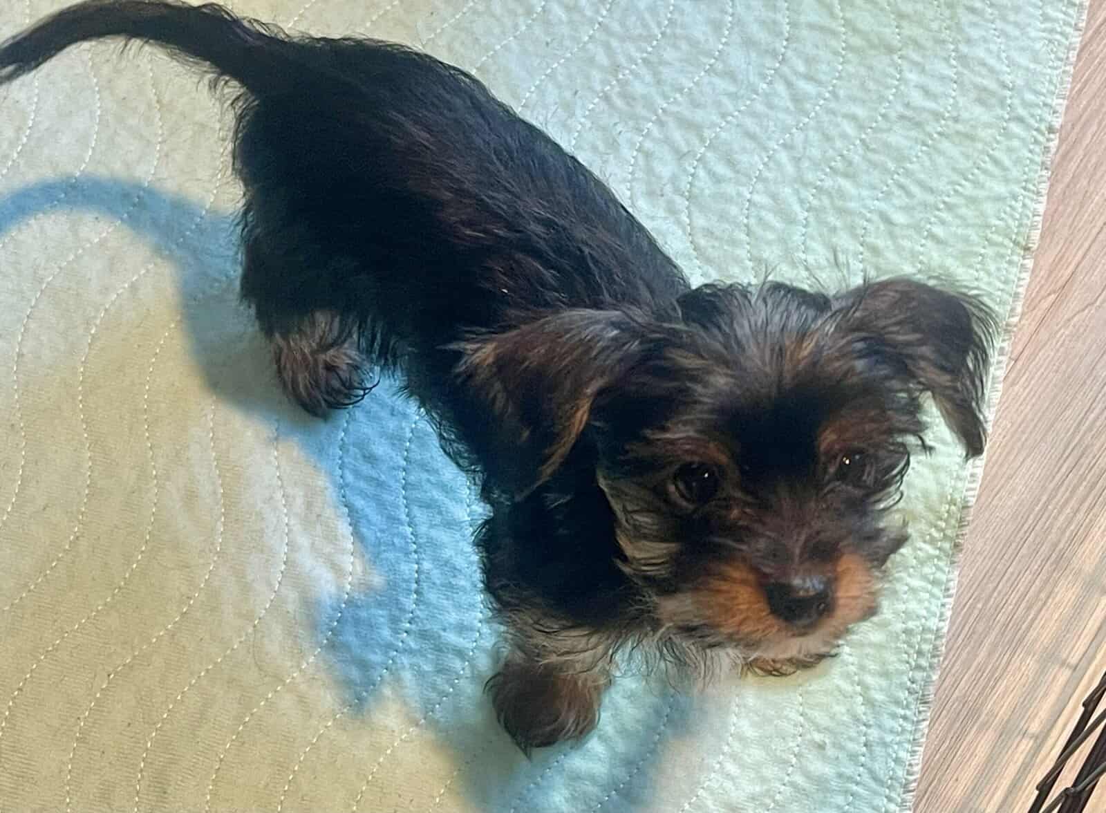 PUREBRED TEACUP YORKSHIRE TERRIER image 3