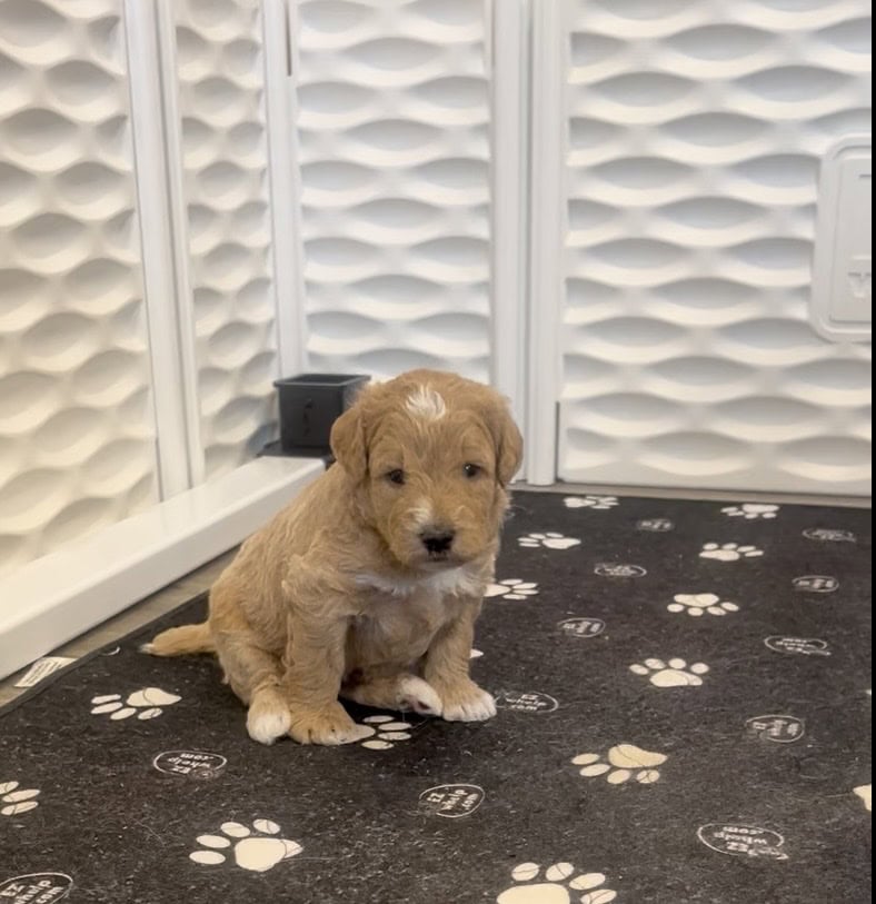 LABRADOODLE PUPPIES image 2