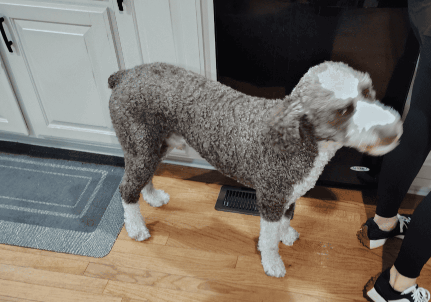 Aussidoodle image 5