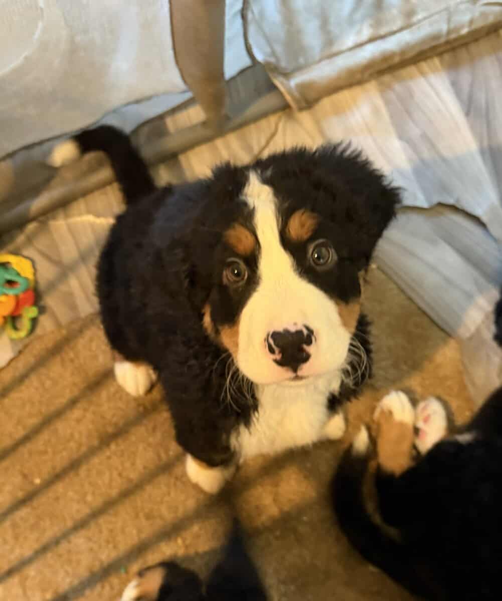 Saint Bernese Mountain Dog puppies image 3