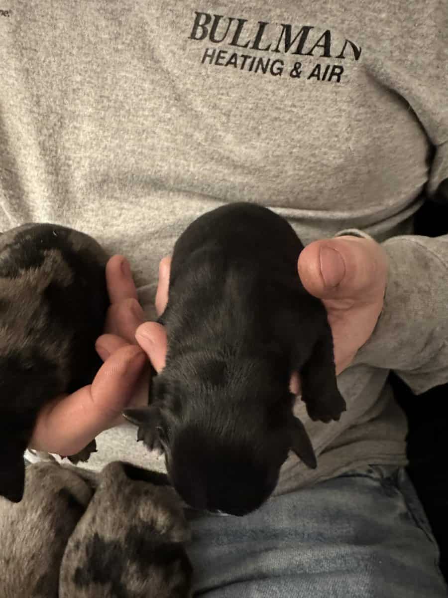 Puppies For Sale image 3